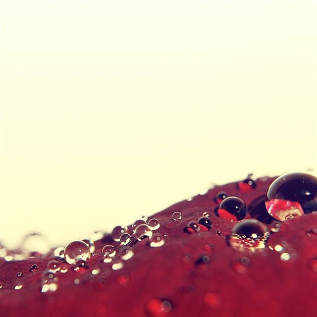 Red Dew Drops iPad wallpaper 