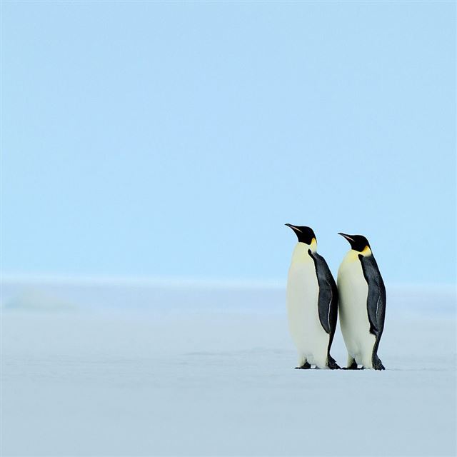 Couples Penguins iPad wallpaper 