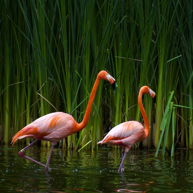 Flamingos iPad wallpaper 