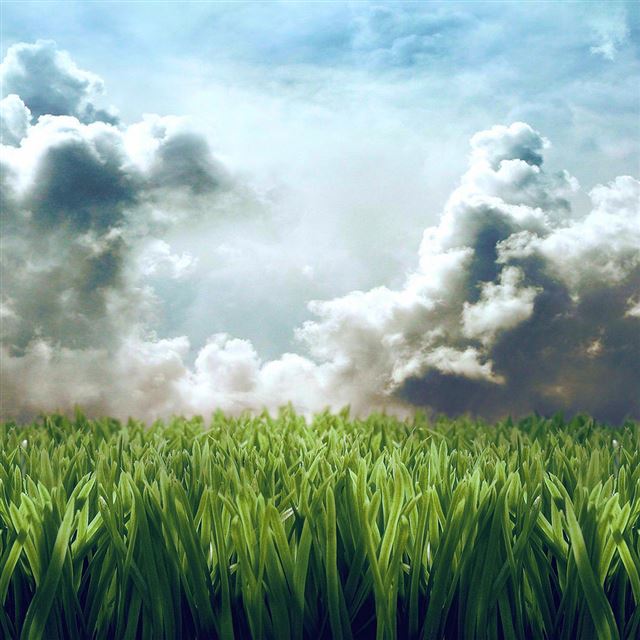 Grass Scenery iPad wallpaper 
