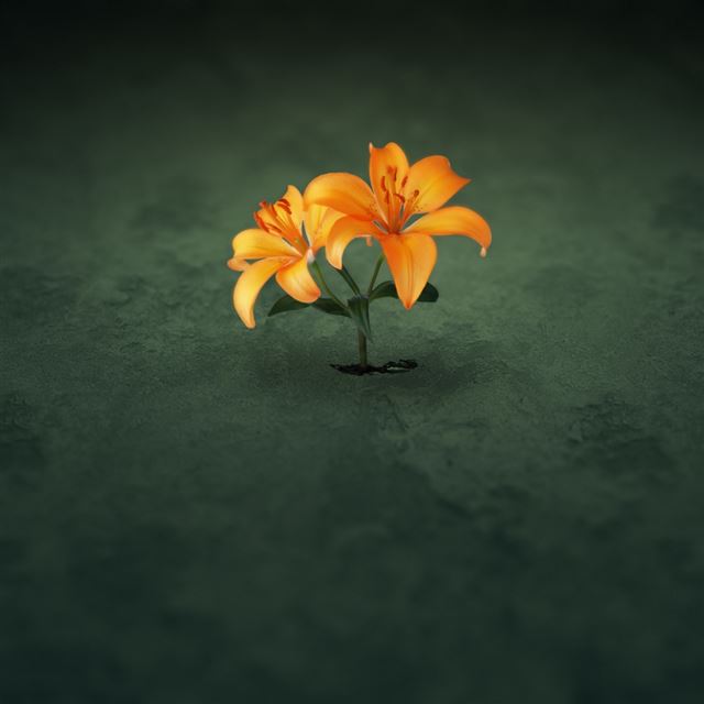 Orange Flowers iPad wallpaper 
