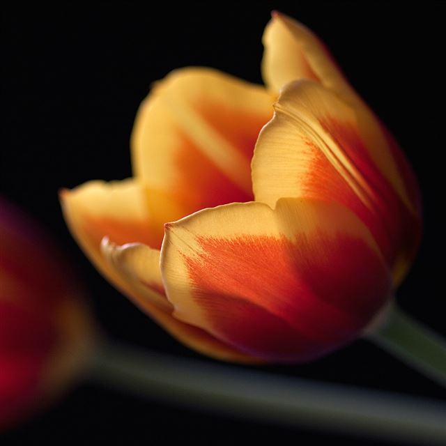 Tulip Closeup iPad wallpaper 