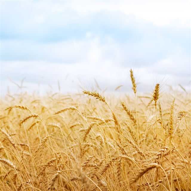 Harvest Field iPad wallpaper 