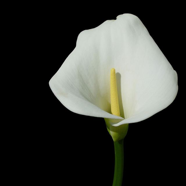 White Calla Lily iPad wallpaper 