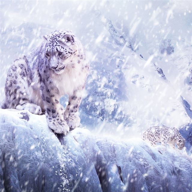 Leopards In The Snow iPad wallpaper 