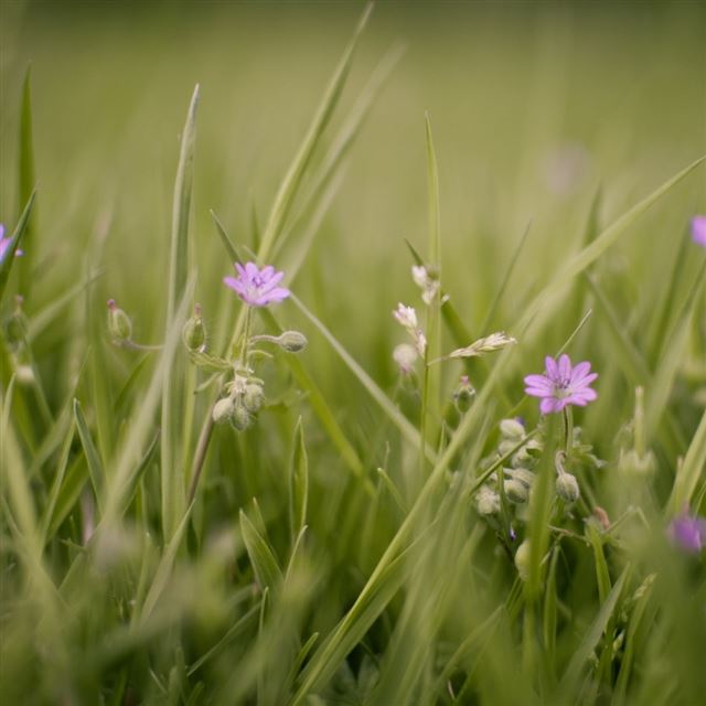 Meadow And Flowers iPad wallpaper 