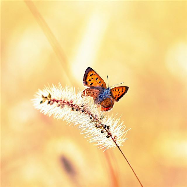 Butterfly iPad wallpaper 