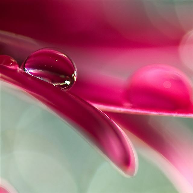 Water Drop On Pink Petal iPad wallpaper 