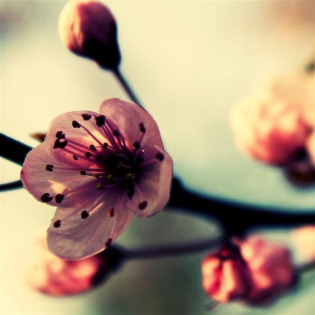Cherry Blossom In Spring iPad wallpaper 