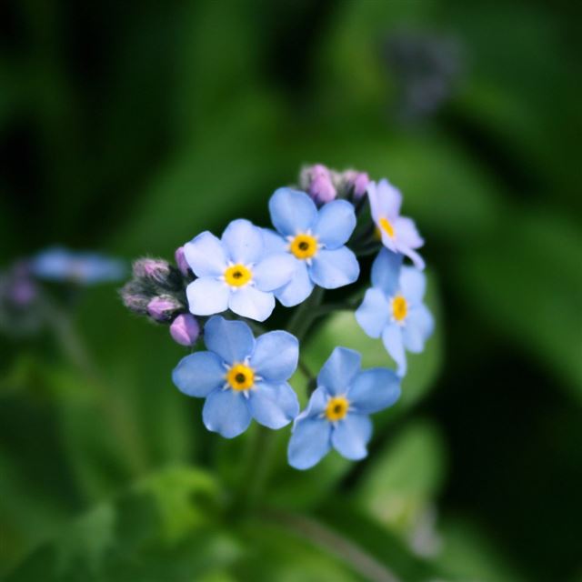 Forget Me Not Flower iPad wallpaper 