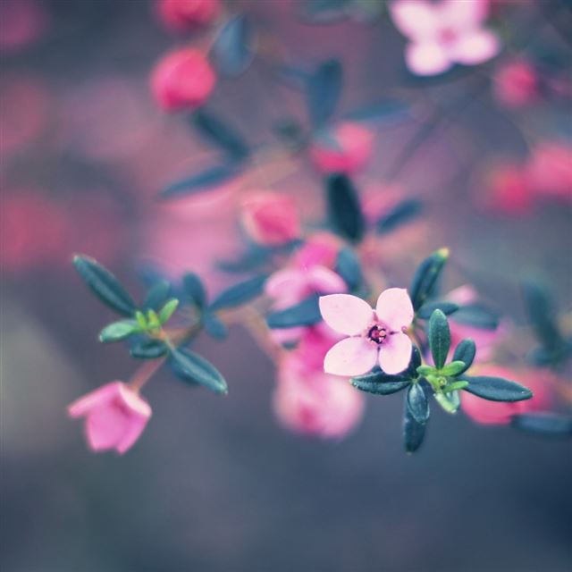 Four Petals Flower iPad wallpaper 