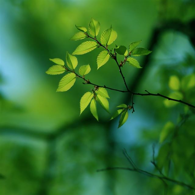 Green Tree iPad wallpaper 