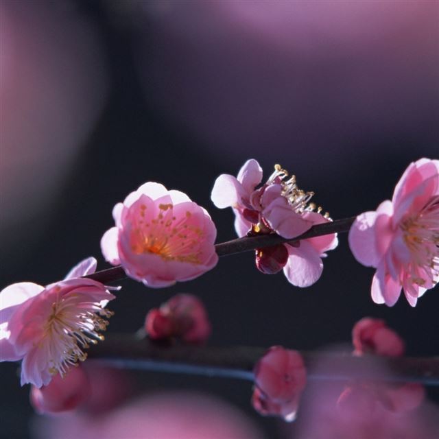 Pink Blossom Flowers iPad wallpaper 