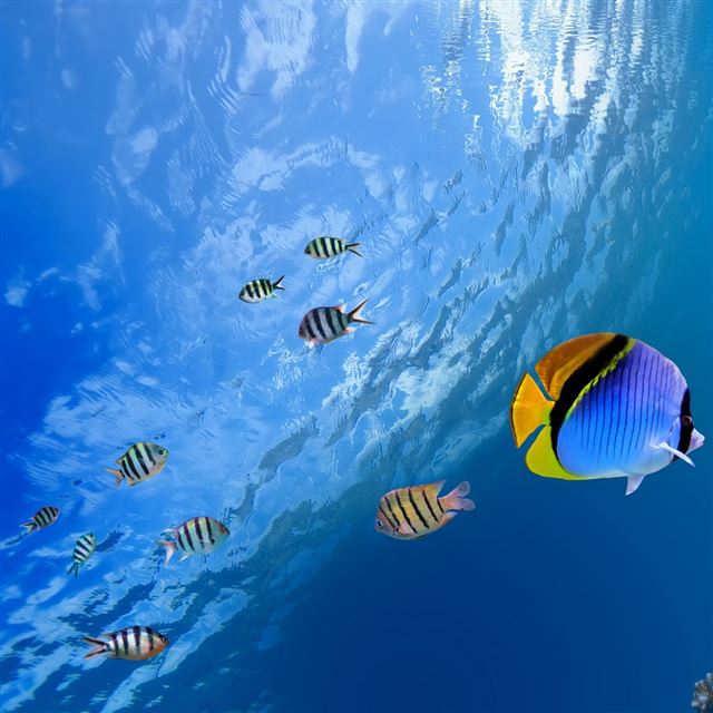 Underwater tropical fish iPad wallpaper 