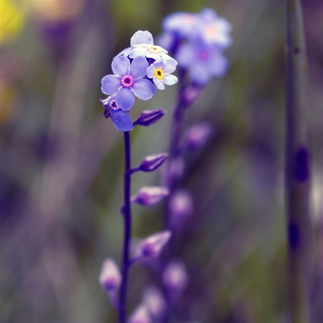 Violet Flowers iPad wallpaper 