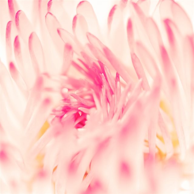 Spring Daisy Flower iPad wallpaper 