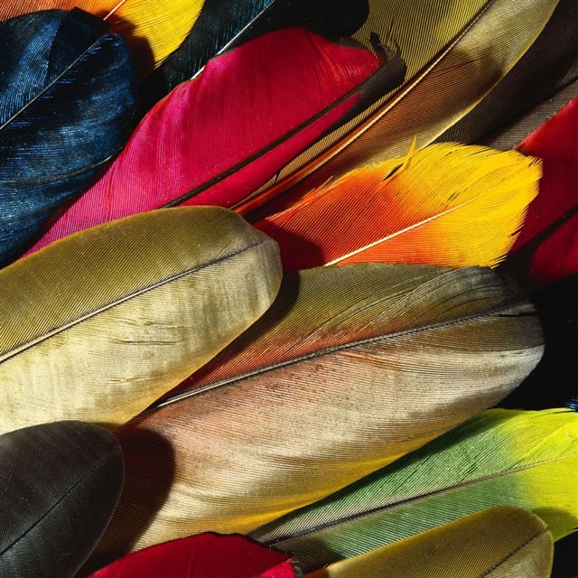 Parrot Feather Colorful iPad wallpaper 