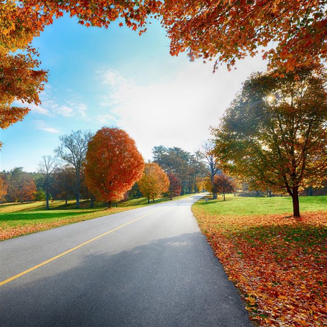 Autumn tree road landscape iPad wallpaper 