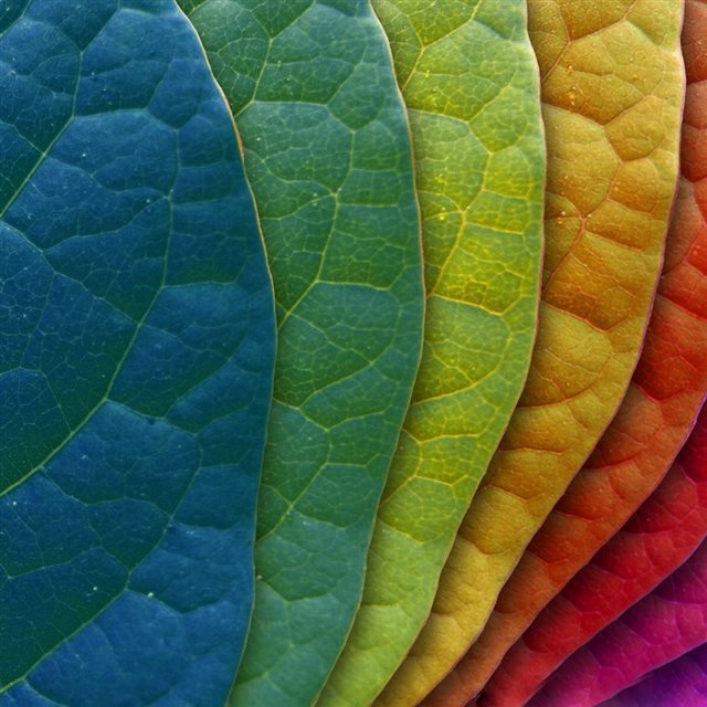 Colorful leaves iPad wallpaper 
