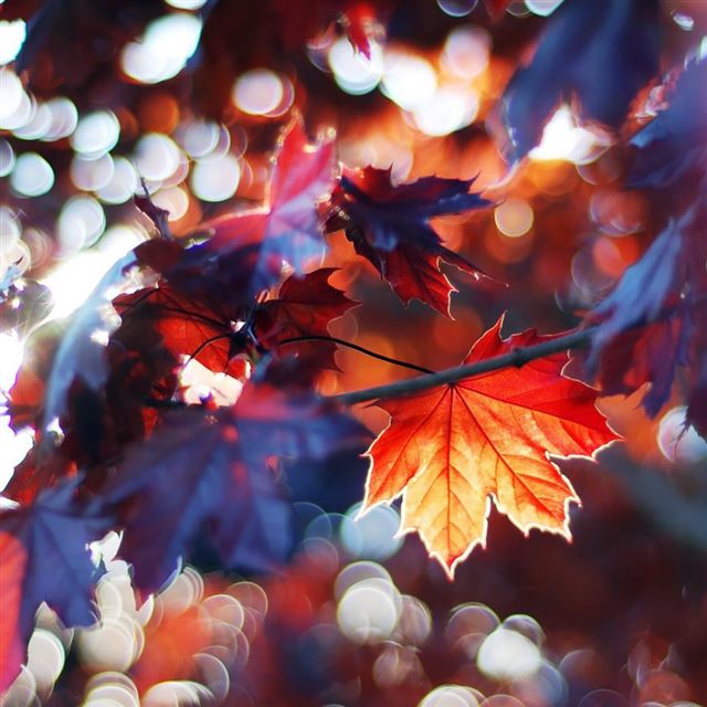 Autumn Leaves iPad wallpaper 