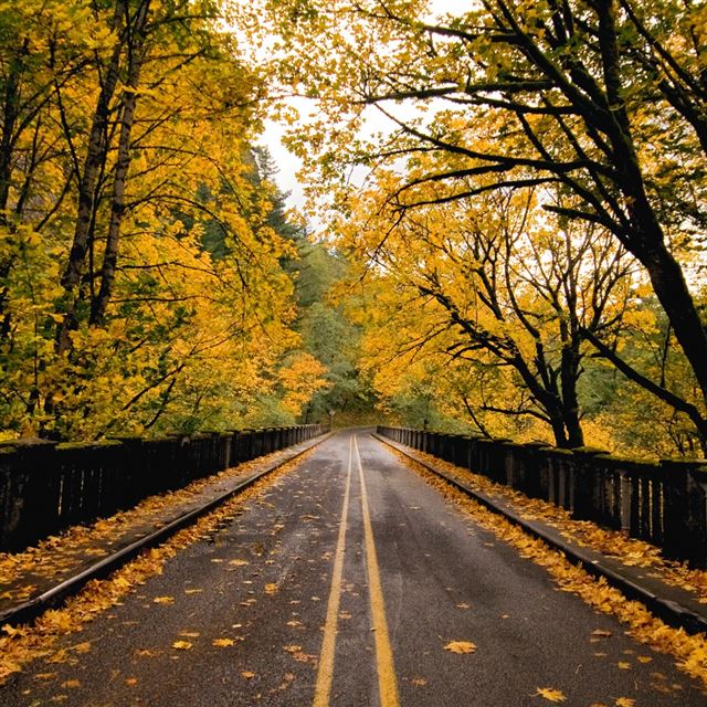 Autumn Road iPad wallpaper 