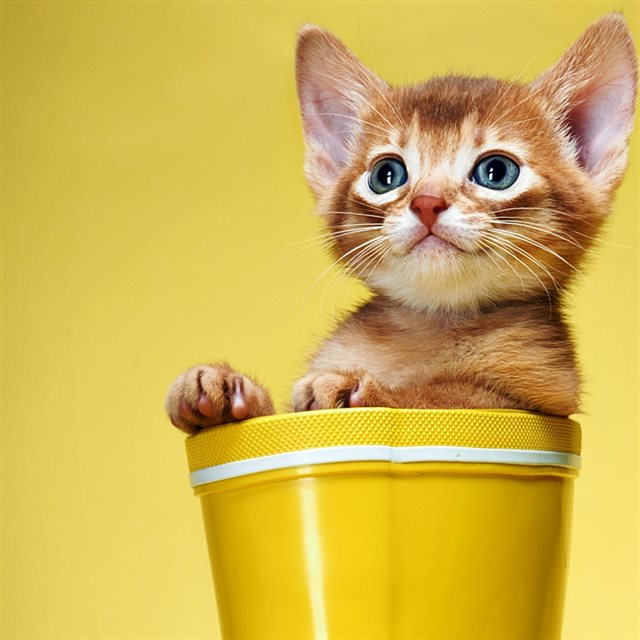 Cute and Sweet Kitty iPad wallpaper 