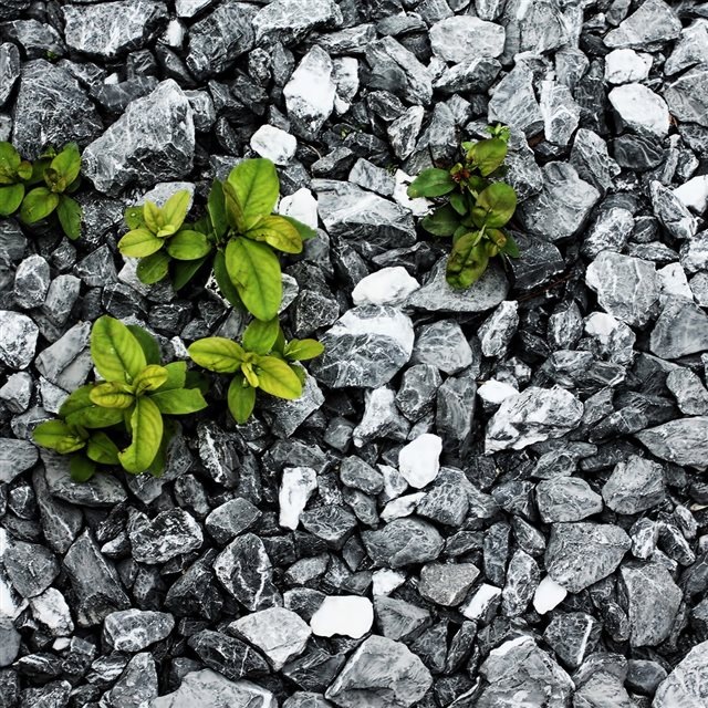 Plants Between The Stones iPad wallpaper 