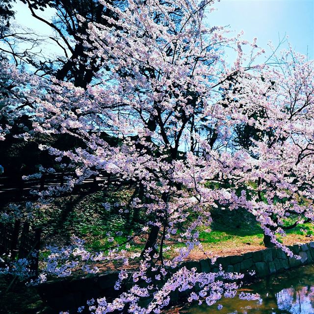 Cherry Blossom Trees iPad wallpaper 