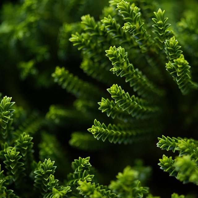 Green Plant iPad wallpaper 