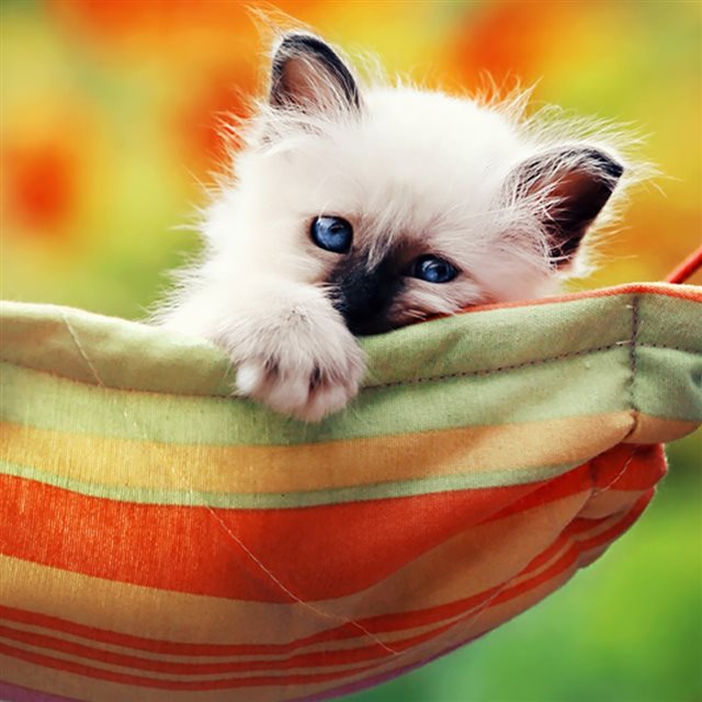 Kitten In A Hammock iPad wallpaper 