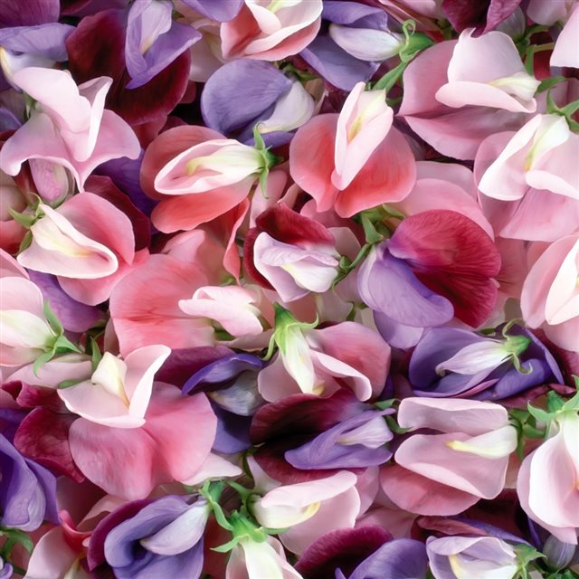 Purple And Pink Flowers iPad wallpaper 