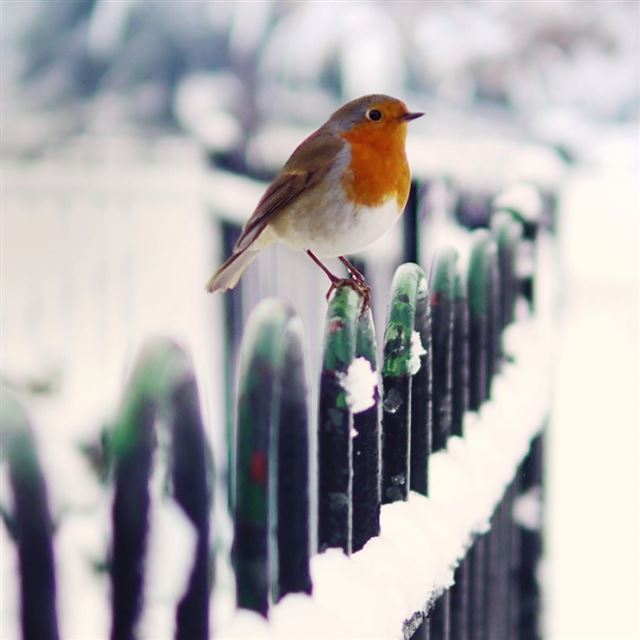 Snow Fence Bird Winter iPad wallpaper 
