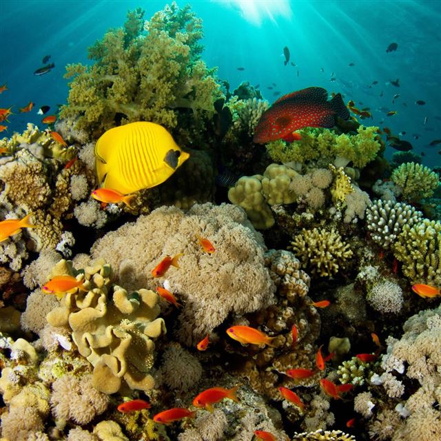 Coral Reef Fish iPad wallpaper 