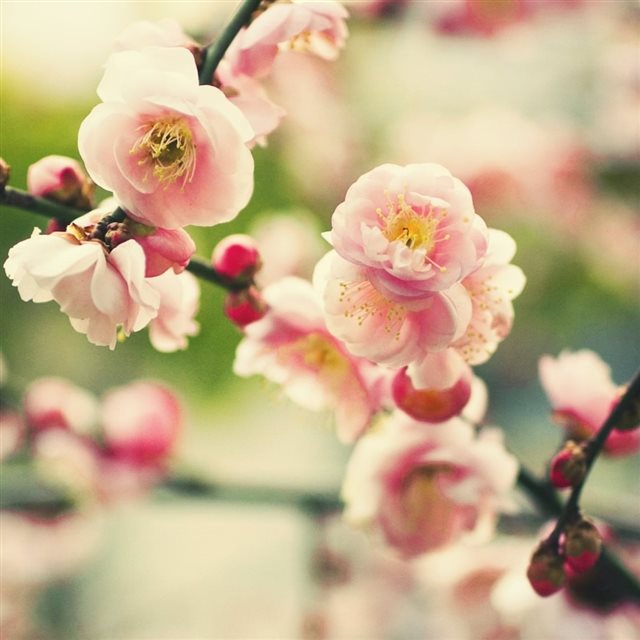 Pink Tree Flower iPad wallpaper 