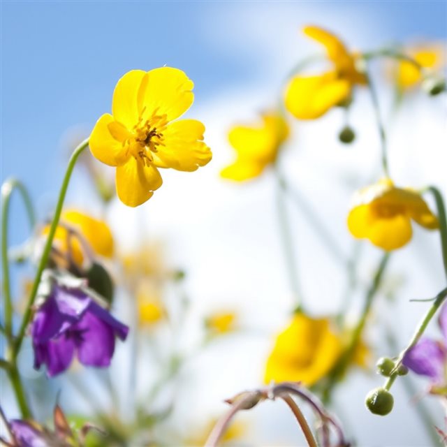 Plants Flowers Spring Sky Yellow Purple iPad wallpaper 