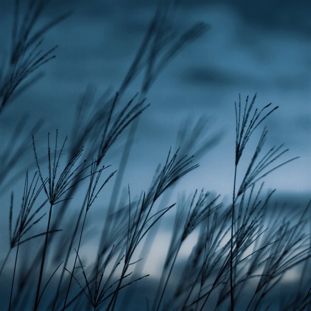 Grass dusk iPad wallpaper 