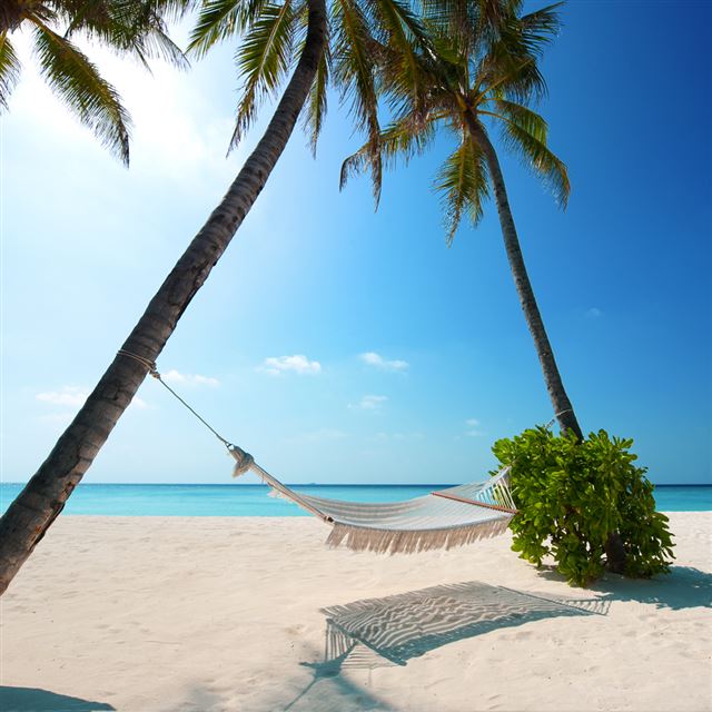 beach hammock in the sun iPad wallpaper 