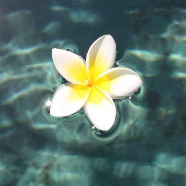 Plumeria Floating On Pool iPad wallpaper 