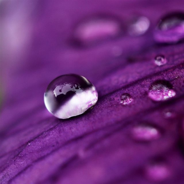 Water Drops On A Purple Petal iPad wallpaper 