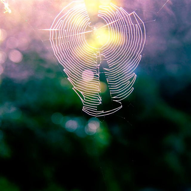 Spiderweb  iPad wallpaper 