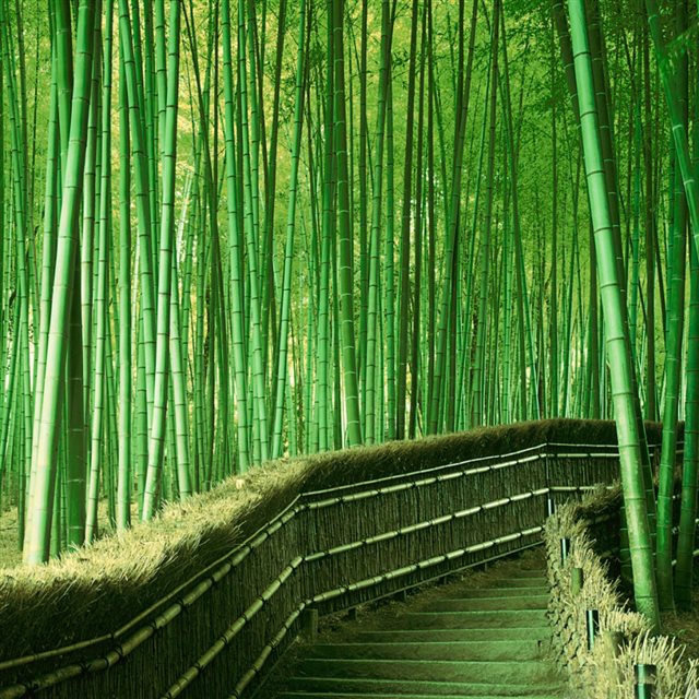 Bamboo Forest  iPad wallpaper 