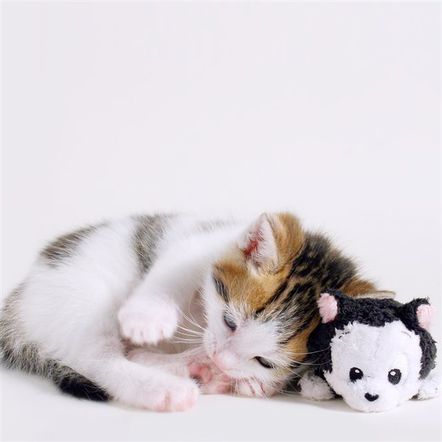 Animals Cats Kittens Sleeping White iPad wallpaper 