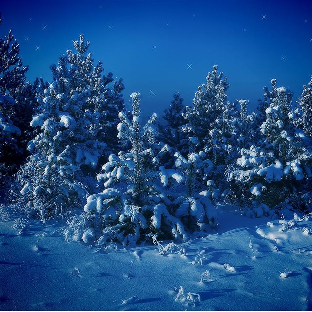 Nature Forest Night Snow Scene iPad wallpaper 