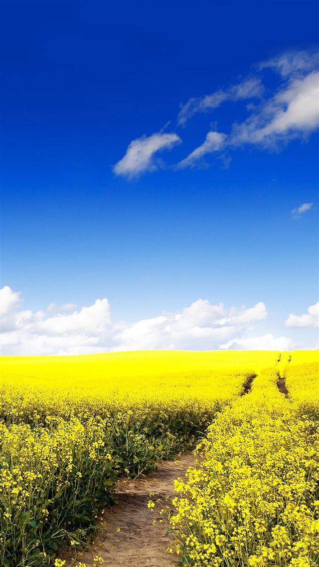 Blue Sky Canola Flower Garden iPhone 8 wallpaper 