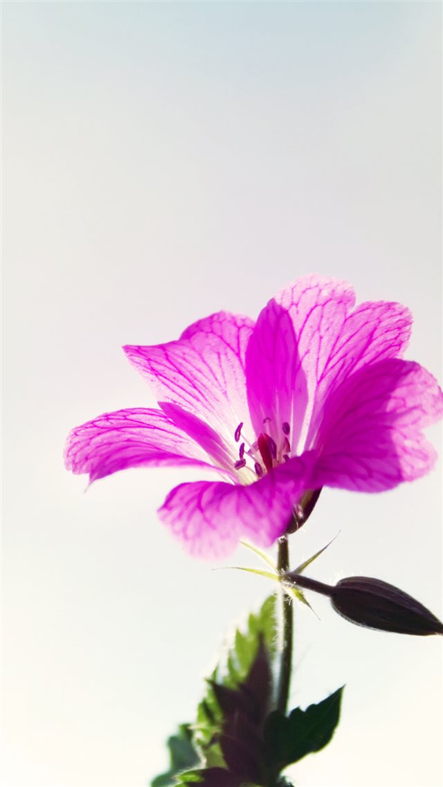 Little Purple Flower Macro iPhone 8 wallpaper 