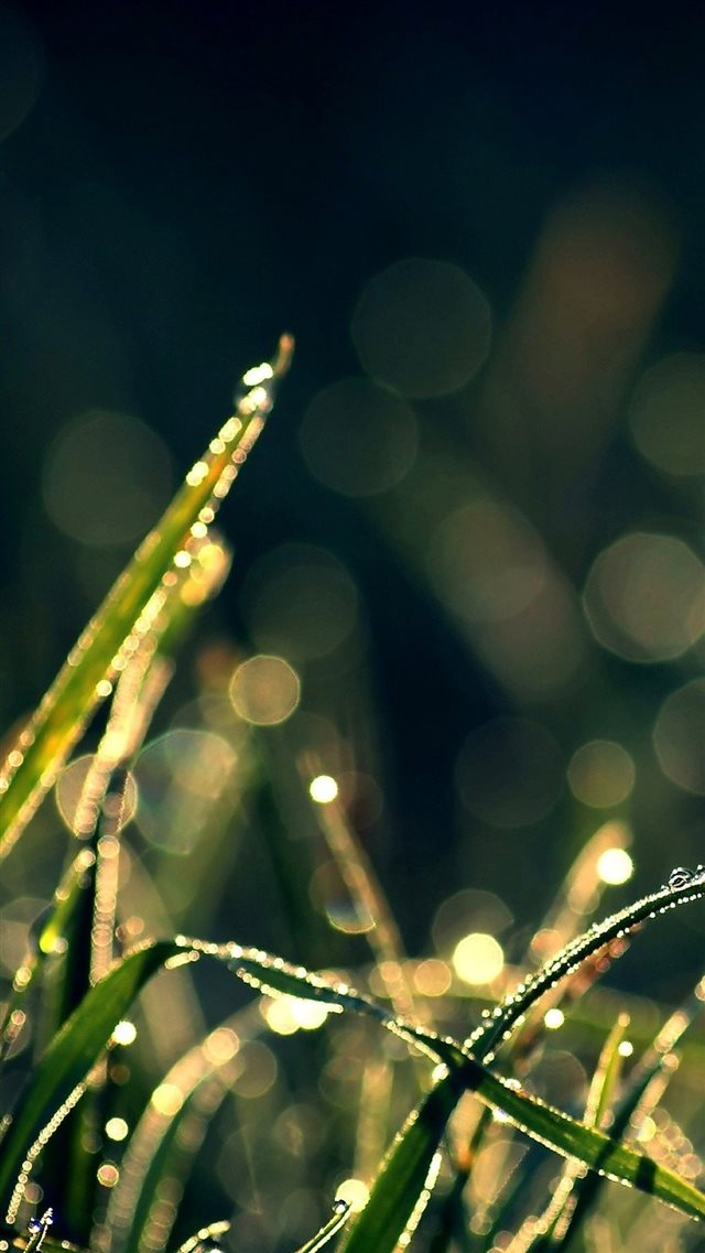 Bokeh Green Grass Drops iPhone 8 wallpaper 