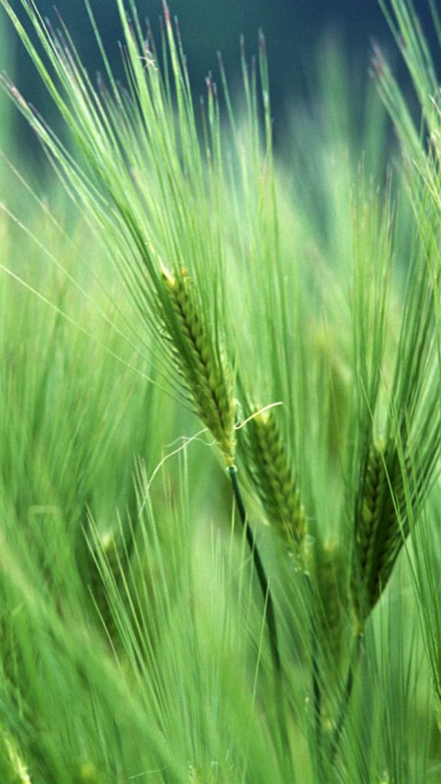 Wheat Macro iPhone 8 wallpaper 