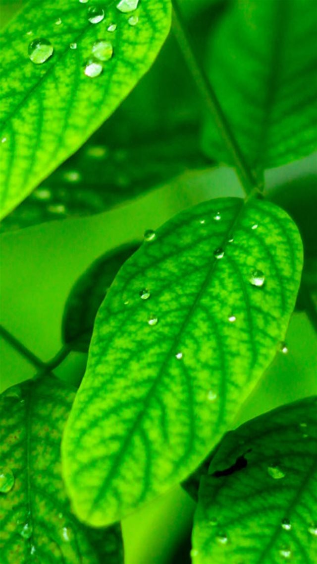 Macro Dew Leaf iPhone 8 wallpaper 