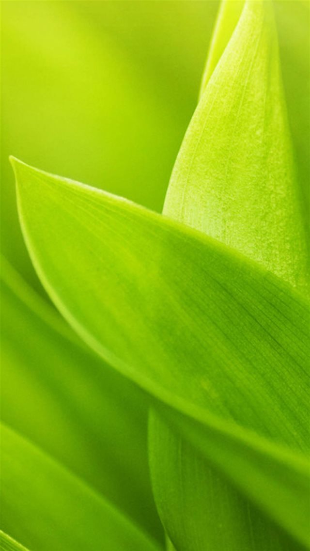 Cyan Leaf Macro iPhone 8 wallpaper 