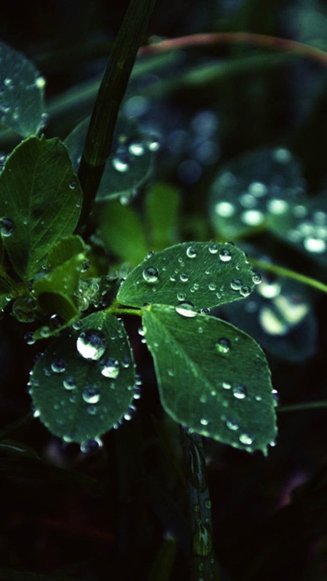 Dark Leaf Dew Macro iPhone 8 wallpaper 